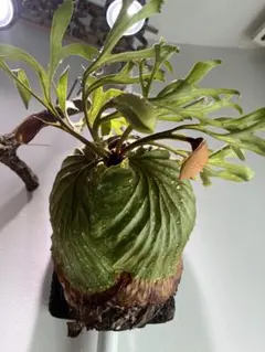 【大株】ワイルドリドレイ 2025年最新】リドレイ ワイルドの人気アイテム - メルカリ