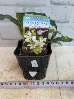 fuu様 リクエスト 2点 まとめ商品