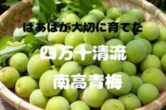 摘果マンゴー 智美様専用 - メルカリ