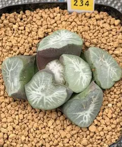 ブルーレンズ錦』玉扇錦ハオルチア 多肉植物国内繁殖苗 抜き苗発送