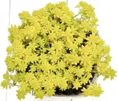 黄金細葉万年草 抜き苗 50g - メルカリ