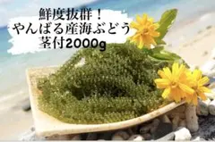 やんばる産海ぶどう茎付4キロ やんばる産海ぶどう茎付4キロ - メルカリ