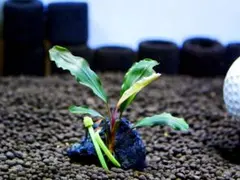 ブセファランドラ『スーパー・ブルー』【完全水中葉＆無農薬栽培】溶岩石活着株