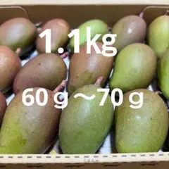 橙1-15】約1キロ グリーンマンゴー 青マンゴー 摘果マンゴー 約1kg