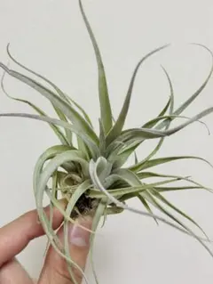 T.ionantha mexico giant bloody gem 子株 T.ionantha mexico giant bloody gem 子株 - メルカリ