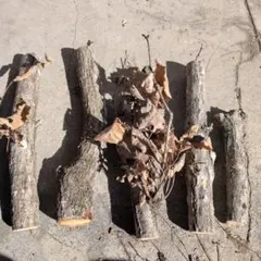 Item thumbnail for item a1e8c37d-0c42-4ec3-bf0b-c7822604db90