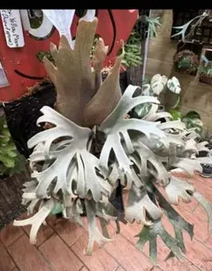ビカクシダ P.willinckii dwarf 'OMG' 前葉体 管理② - メルカリ