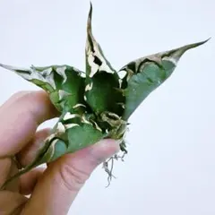 の*ん様 アガベ　姫厳竜のサムネイル