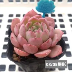 クロ様 リクエスト 5点 まとめ商品