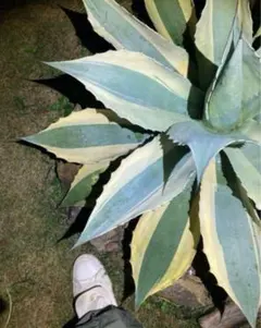 GREEN BLACK様 リクエスト 2点 まとめ商品