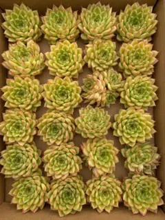 ま*ゆ様 A-QS1015-3　ボンビシナ　抜き苗　24株　多肉植物 エケベリア