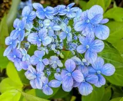 sakurappi様 リクエスト 2点 まとめ商品