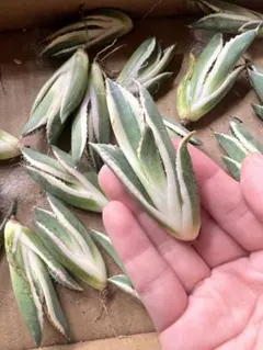 ドール&多肉収集がとまらん様 リクエスト 4点 まとめ商品