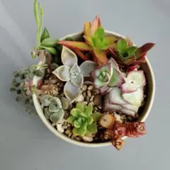 多肉植物アレンジメント ❤カット苗＆根付き❤ 《NO.3》 - メルカリ