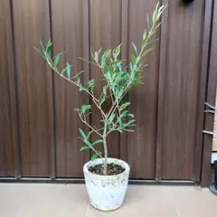 kakao様専用ページ♡オリーブエルグレコ&ローズマリー　テラコッタ鉢植え