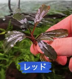 ブセファランドラsp. ピンクバリエガータ 斑入り 水中葉 - メルカリ