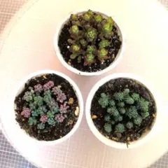 多肉植物　セダム3種類　カット苗