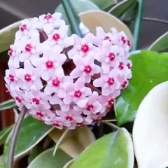 多肉植物 ホヤカルノーサ♪のサムネイル