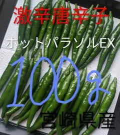 宮崎県産《新鮮》青唐辛子【ホットパラソルEX】(激辛)100g＋30g増量中のサムネイル