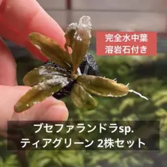 ◇特◇ブセファランドラSP.レッドセントラル（良株） #ブセさかな屋