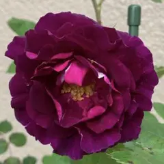 ⭐️ ご購入前にコメントをお願いします　101、バラ苗　バラ挿し木苗　濃い紫