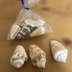貝殻セット 約12個入り