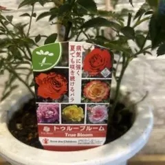 バラ苗 シャルール 接木大苗 6号鉢 薔薇 苗 残りわずか - メルカリ