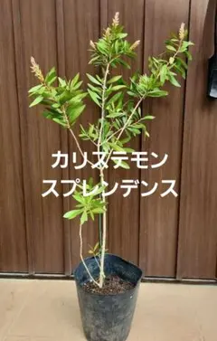 山しゃくの観葉植物 赤色 - メルカリ
