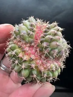 サボテンの種類について学んだら、ユニークすぎてもっとサボテンを育て