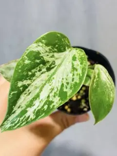 希少‼️大人気‼️】モンステラ デリシオーサ デビルモンスター 鉢ごと