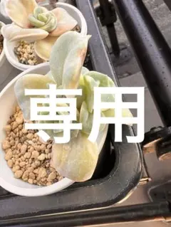 多肉植物　ラブリーローズ錦　白斑　カキコ【ネコポス】