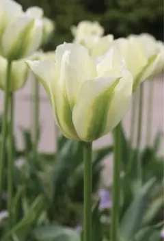 Jewel様専用　チューリップ3種各10球