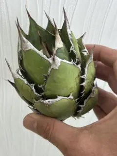 2026年最新】アガベの人気アイテム - メルカリ