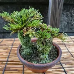 岩ヒバ 岩松 プチ盆栽 軽石鉢 - メルカリ