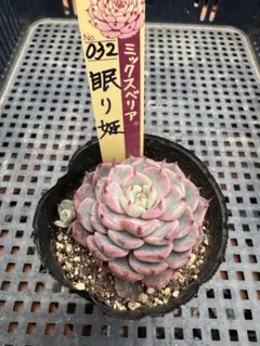 てんびん28号様 リクエスト 2点 まとめ商品