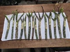 プルメリア カット苗 14本セット - メルカリ