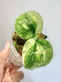 ジョニ～様 リクエスト 2点 まとめ商品