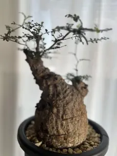 良サイズ発根済み オペルクリカリア パキプス 塊根植物 コーデックスのサムネイル