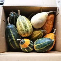 おもちゃかぼちゃ　10個セット　ハロウィンかぼちゃ