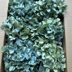 2025年最新】秋色紫陽花の人気アイテム - メルカリ