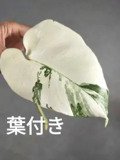V12】斑入りモンステラ ホワイトタイガー 葉付きカット茎 成長点1つ