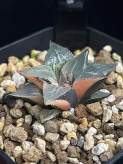 2026年最新】ハオルチア ハオルチア 酒呑童子の人気アイテム - メルカリ