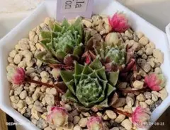 Ｖｎｉｌｌａ Ｃｈｉｆｆｏｎ　.3苗　Sempervivum　センペルビブムのサムネイル