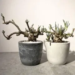 マ*イ様 フィロボルス レスルゲンス 塊根植物 コーデックス 大株 発根済み 2のサムネイル