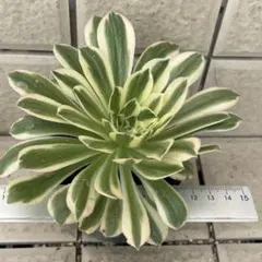 KIMIKO NYAON様 リクエスト 2点 まとめ商品