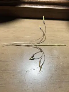 モンソニア　ペニクリナ　サルコカウロン　ペニクリナム　採れたて種子5粒