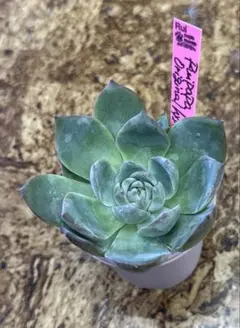 2025年最新】ルイパパさん苗の人気アイテム - メルカリ