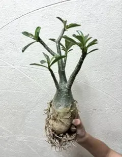 塊根植物　アデニウム　オベスム　実生5年経過苗⑥のサムネイル