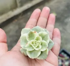 あだ様 リクエスト 2点 まとめ商品