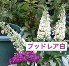 ひろろん様 リクエスト 2点 まとめ商品